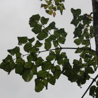 Oroxylum indicum (L.) Kurz